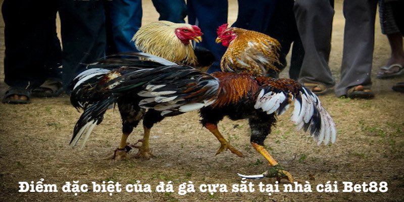 Ưu điểm đá gà cựa sắt của Bet88