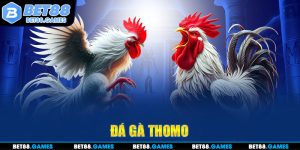 đá gà thomo