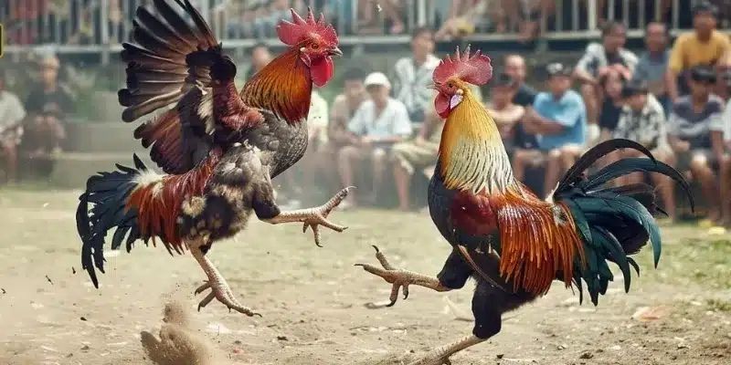 Đá gà Thomo rất được ưa chuộng ở châu Á