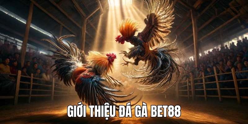 Giới thiệu đến sư kê sân chơi đá gà bet88