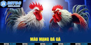 màu mạng gà