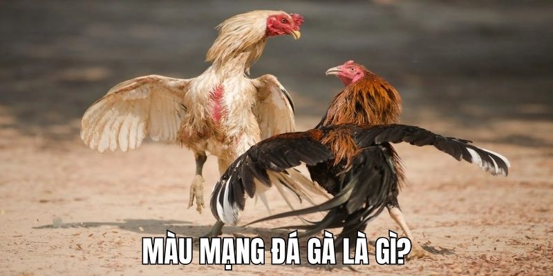 Giới thiệu sơ nét về màu mạng đá gà