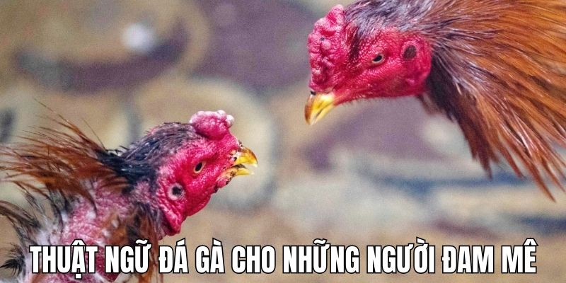 Thuật ngữ đá gà dành cho người đam mê bộ môn chọi kê